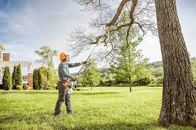 Best Tree Removal Services  in Waymart, PA